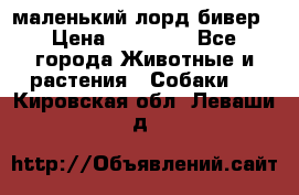 маленький лорд бивер › Цена ­ 10 000 - Все города Животные и растения » Собаки   . Кировская обл.,Леваши д.